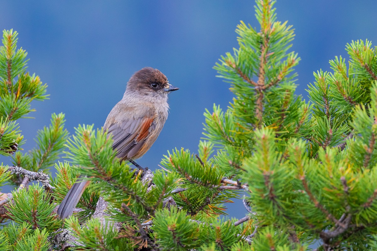 Siberian Jay - ML593486591