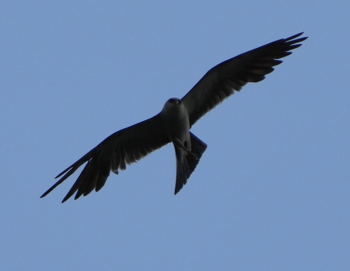 Mississippi Kite - ML593487351