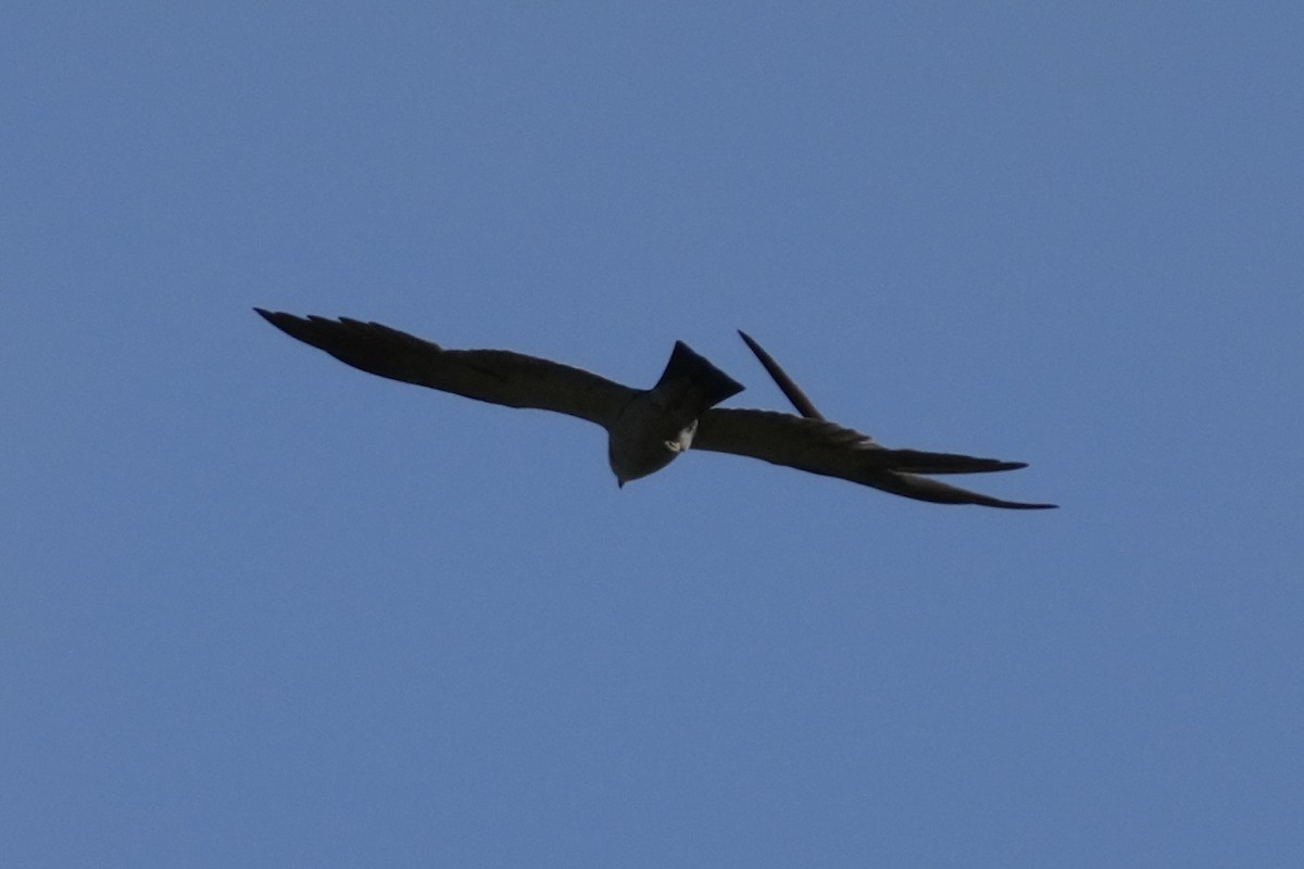 Mississippi Kite - ML593487361