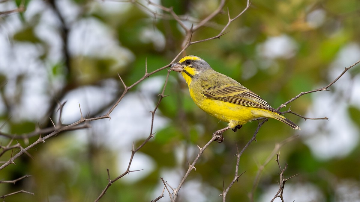 Yellow-fronted Canary - ML593487491