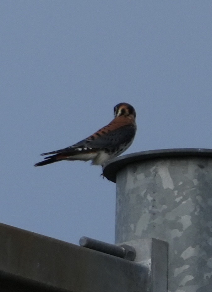 American Kestrel - ML593487521