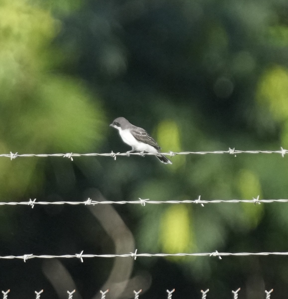 Eastern Kingbird - ML593487621