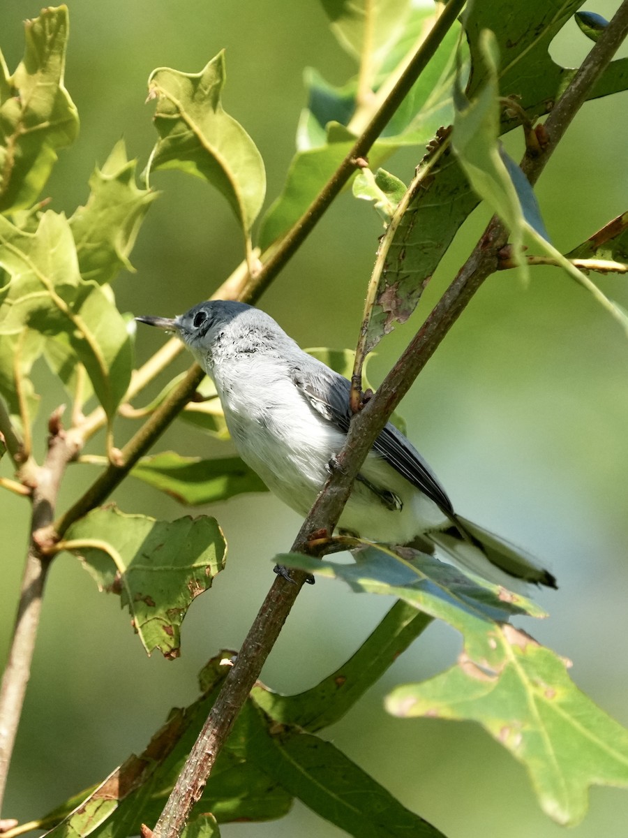 Gobemoucheron gris-bleu - ML593487721