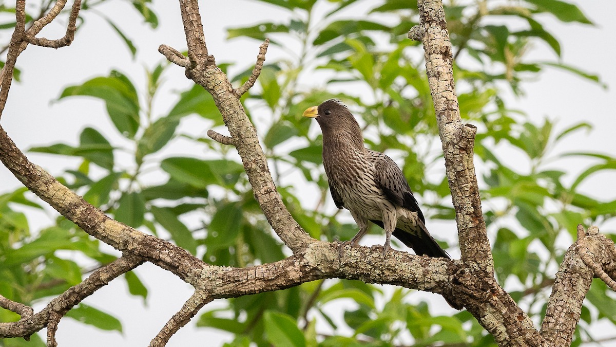 Western Plantain-eater - Mathurin Malby