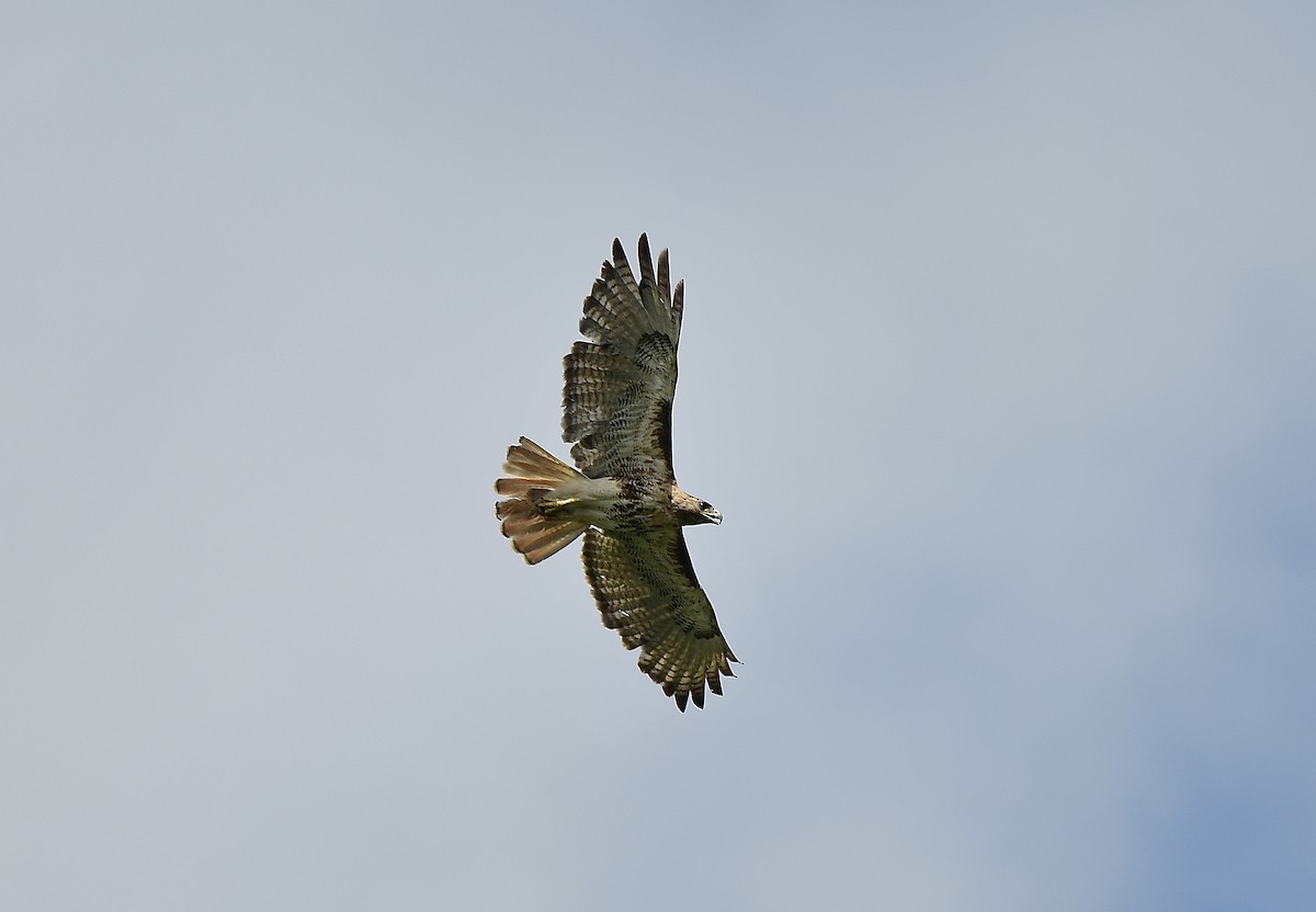 Red-tailed Hawk - ML593488181