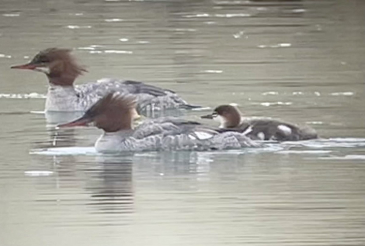 Common Merganser - Tim Rodenkirk