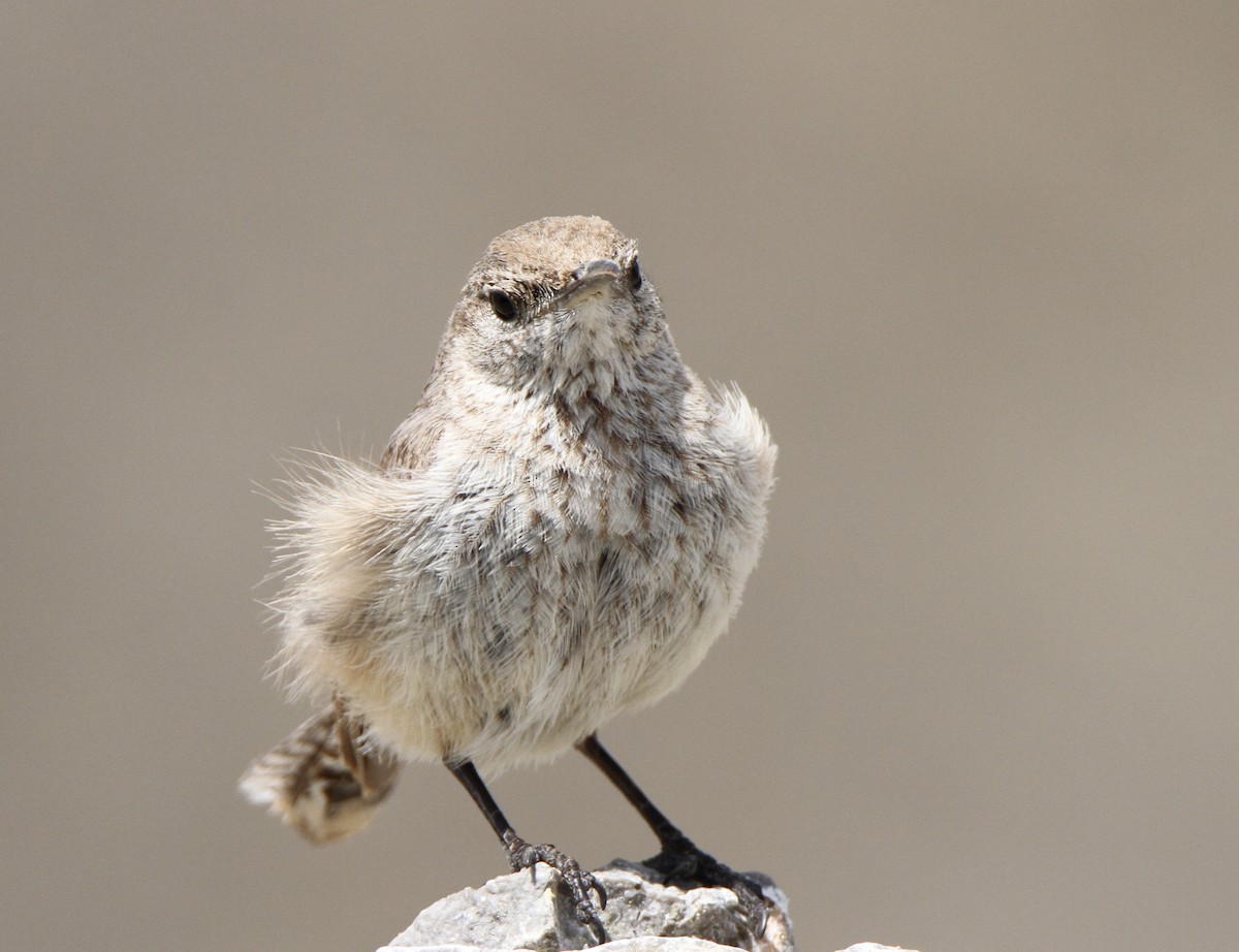 Rock Wren - Josiah Lavender