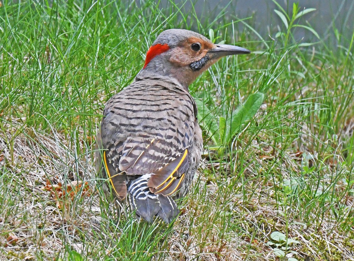 Northern Flicker - ML593489071