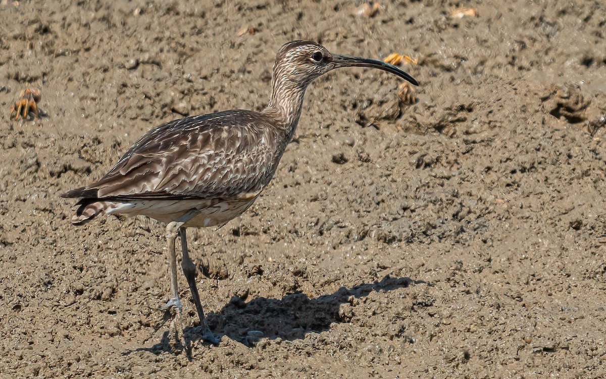 Sürmeli Kervançulluğu (phaeopus) - ML593489441