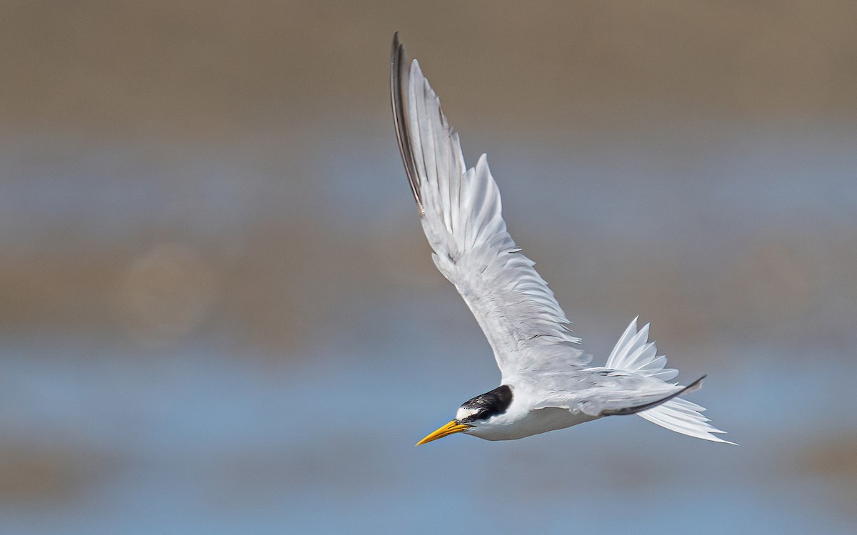 Little Tern - ML593489611