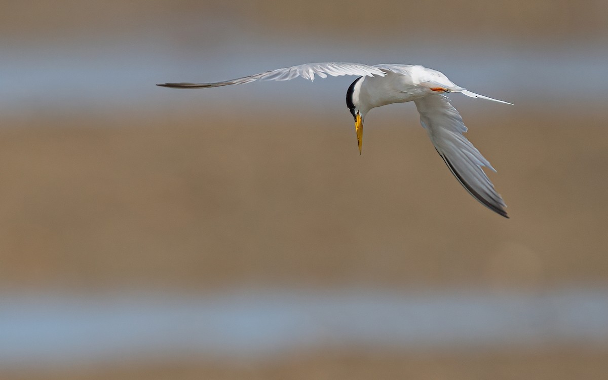 Little Tern - ML593489681