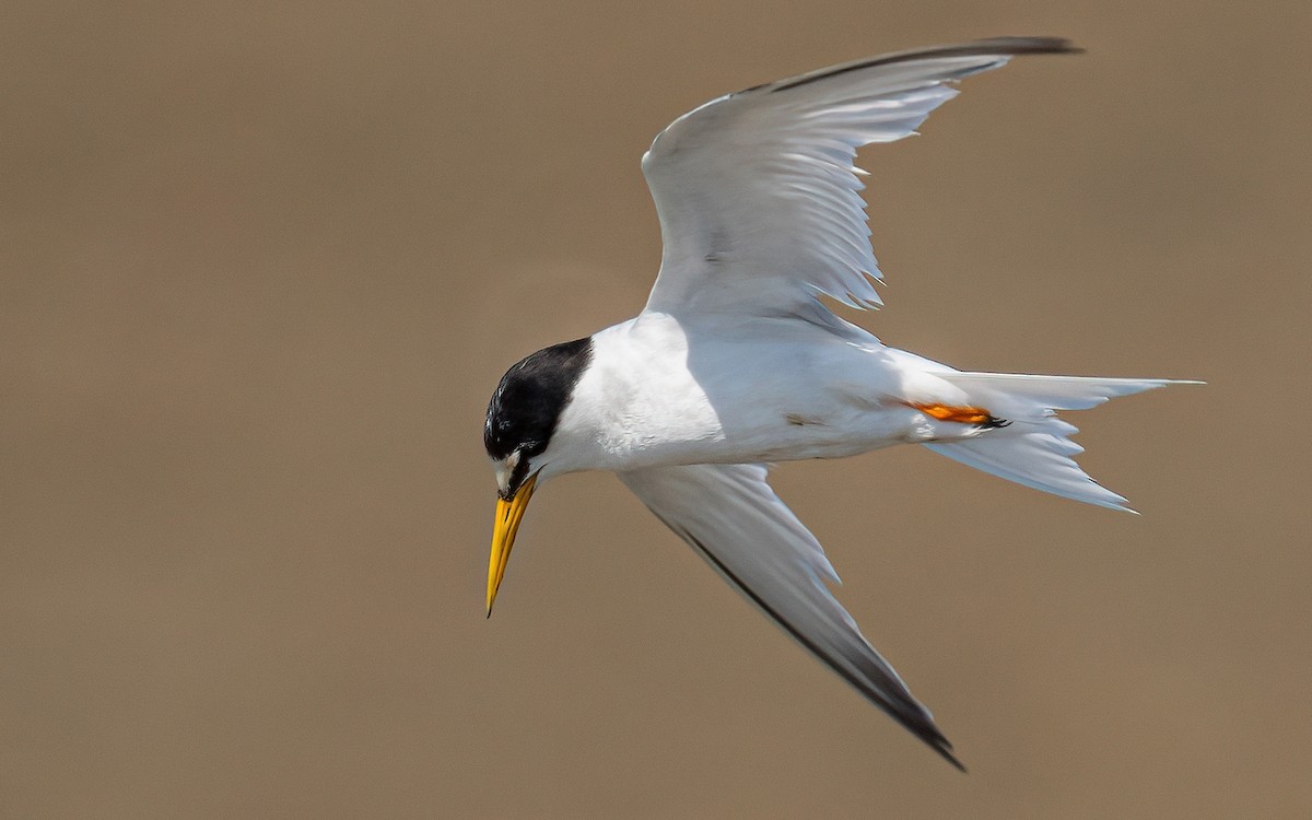 Little Tern - ML593489911