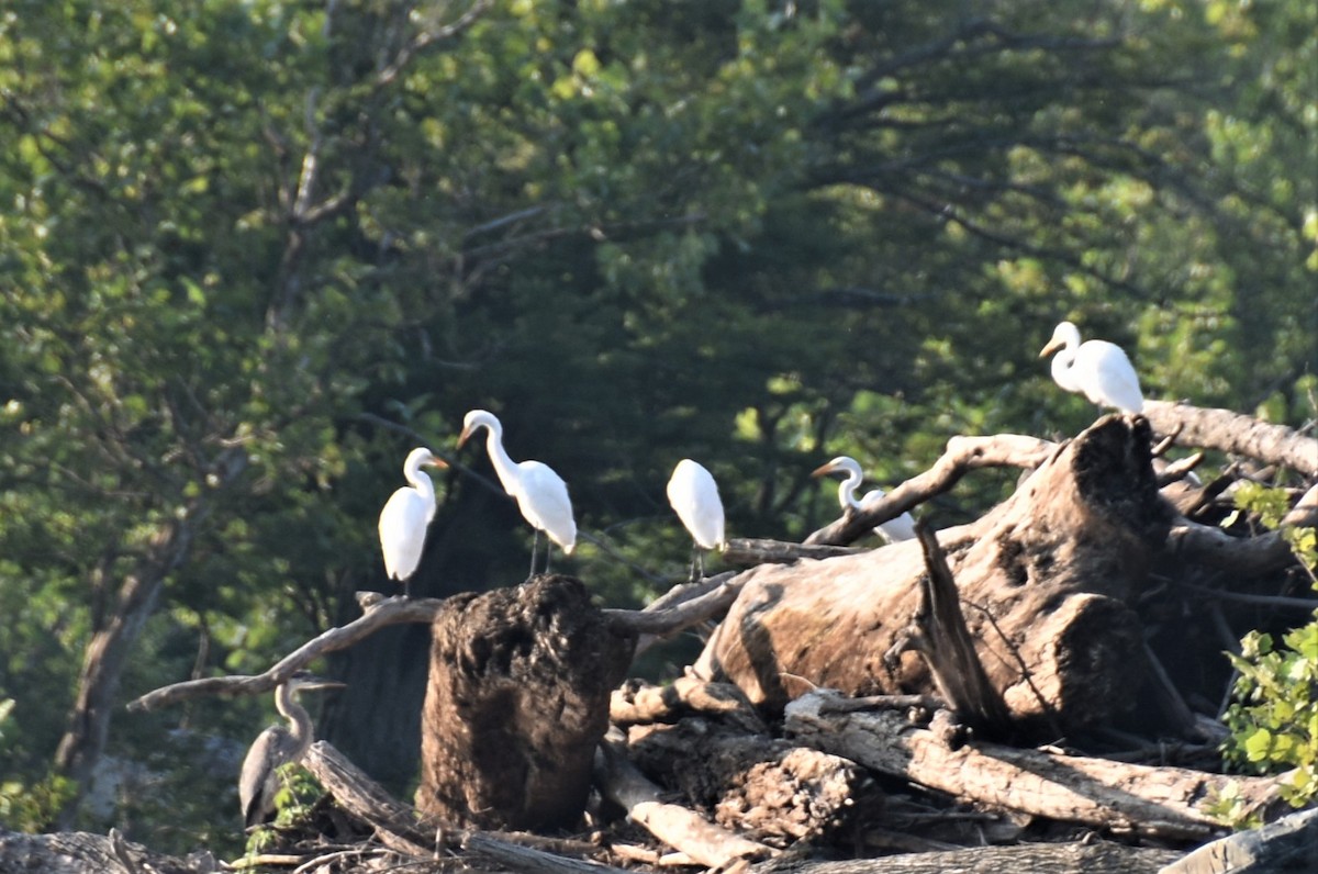 Great Egret - ML593491121