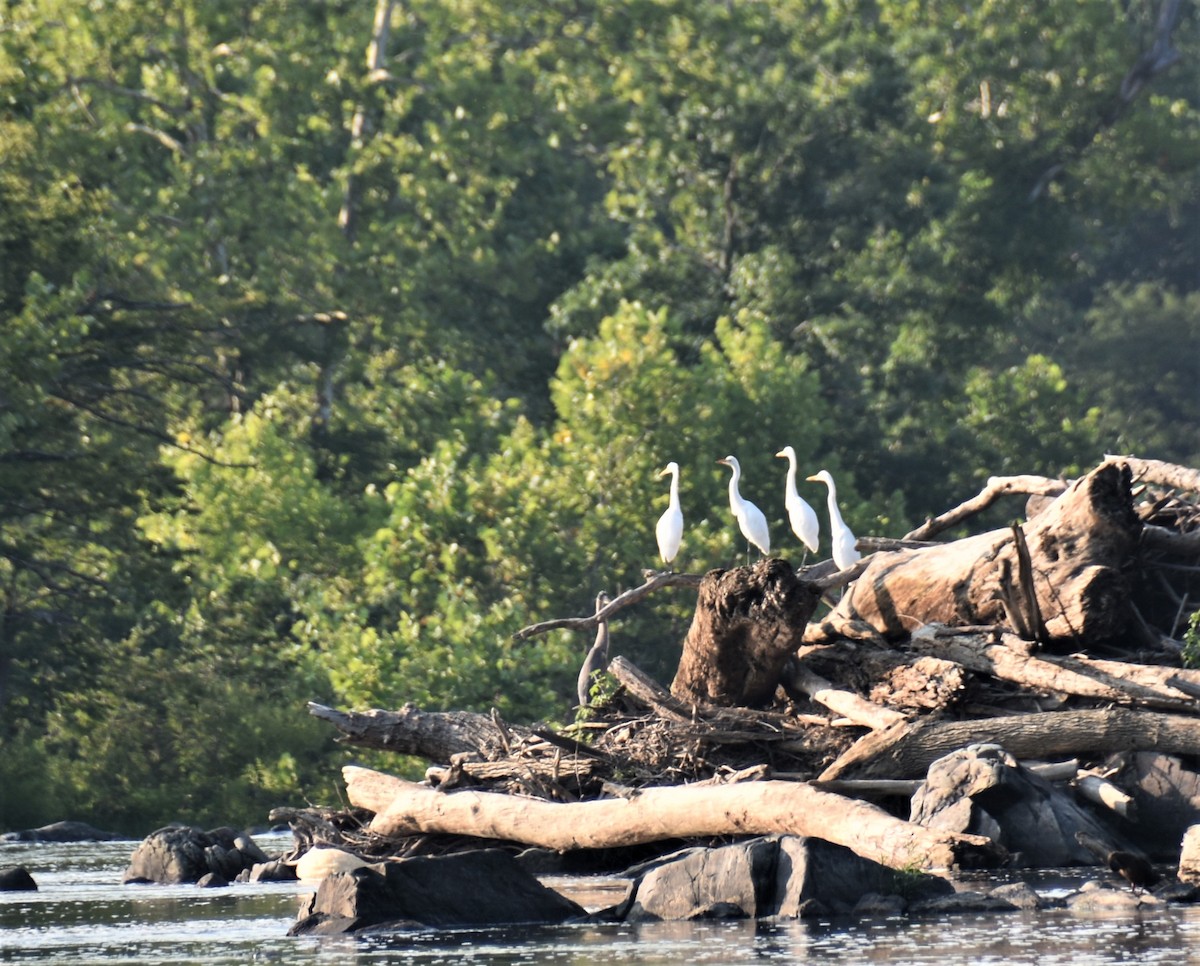 Great Egret - ML593491131