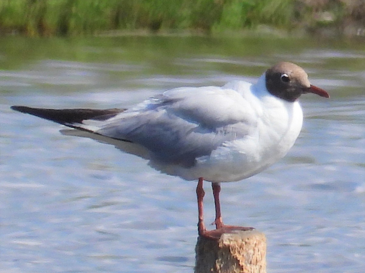 Gaviota Reidora - ML593491721