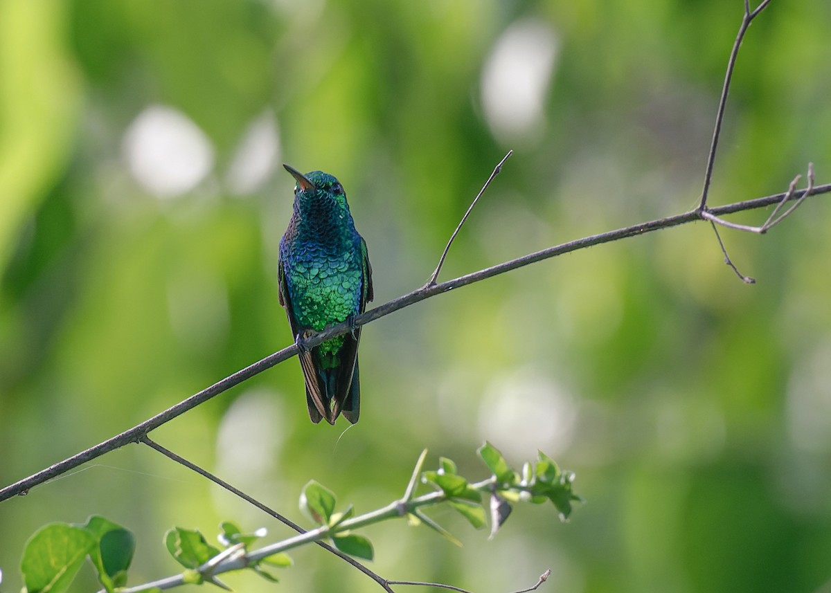 Shining-green Hummingbird - ML593491731