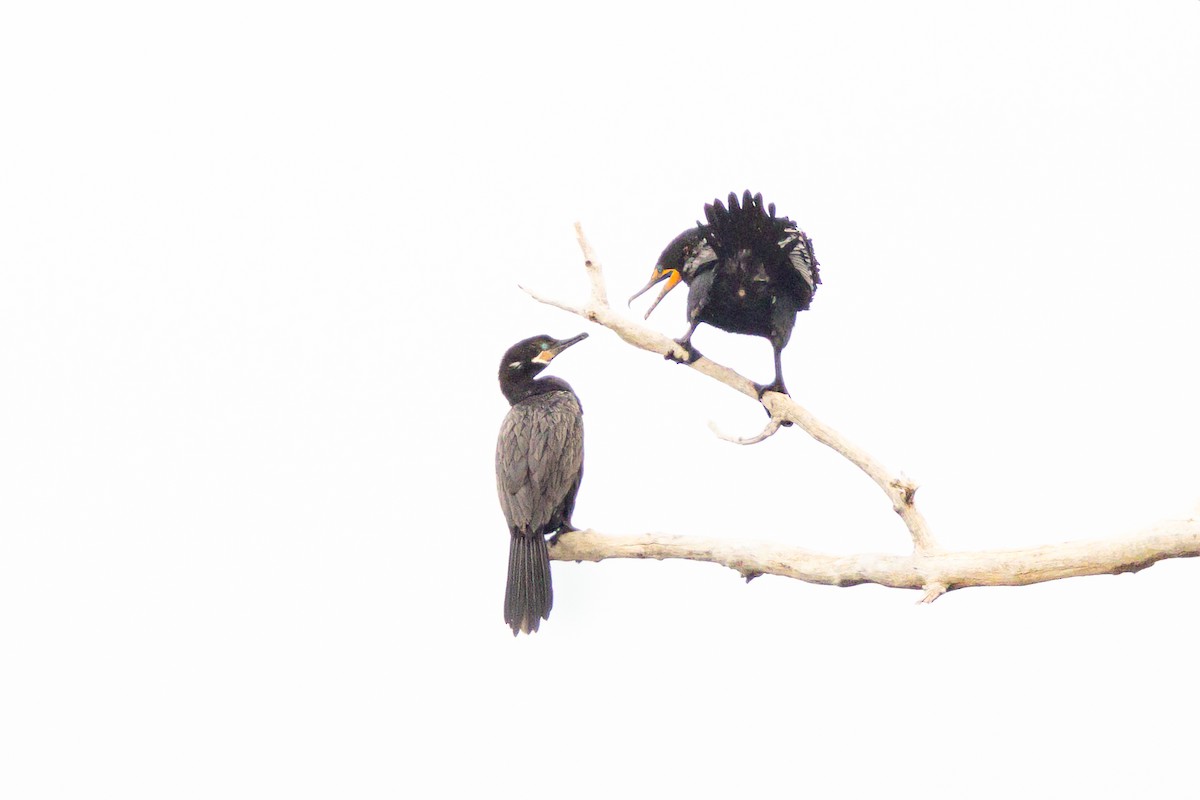 Neotropic Cormorant - Jesse Kolar