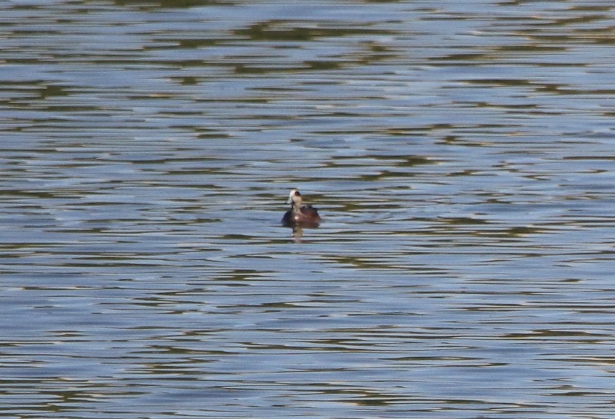 American Wigeon - ML593493411