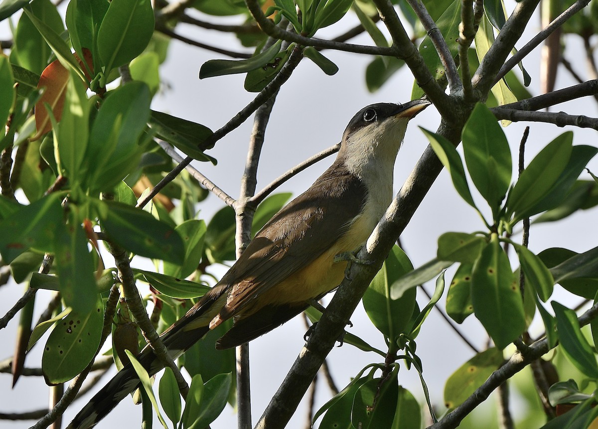 Mangrove Cuckoo - ML593493601