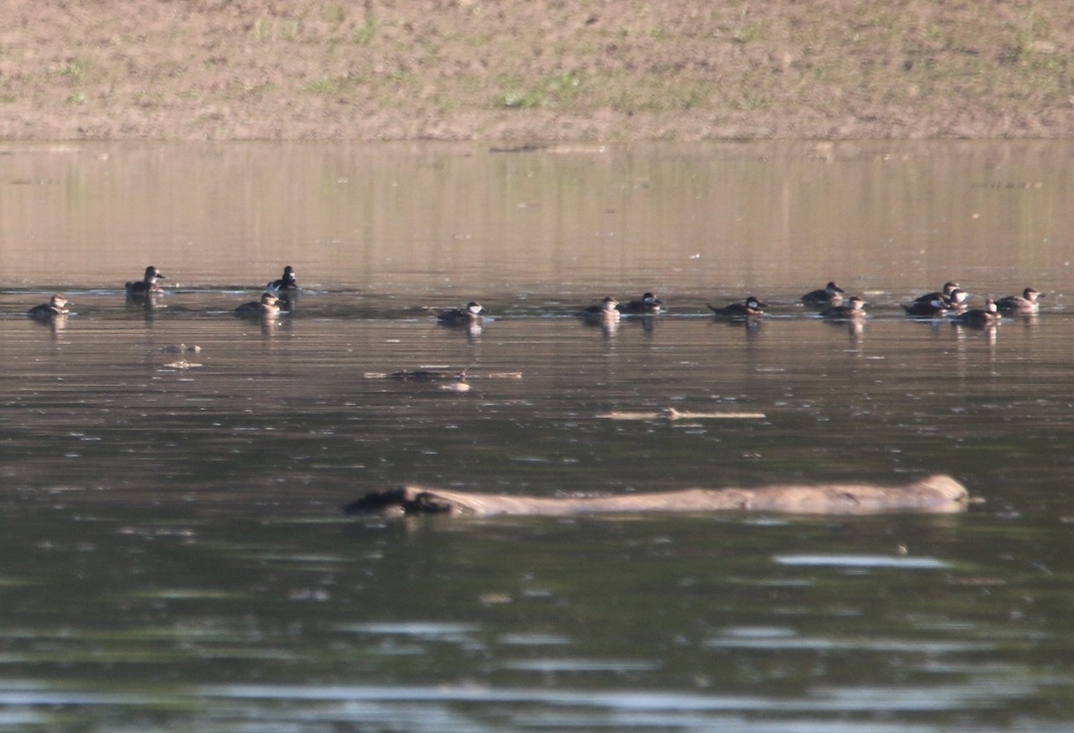 Ruddy Duck - ML593493641