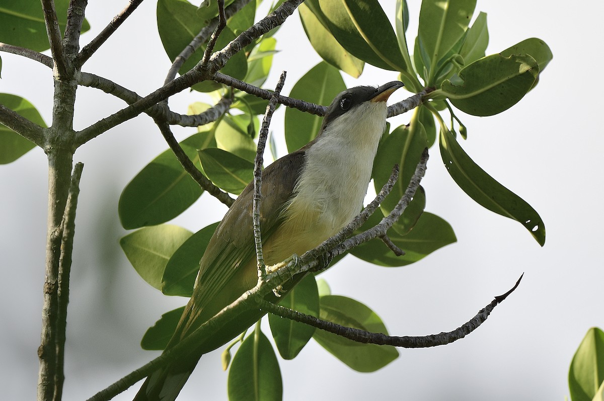 Mangrove Cuckoo - ML593493671