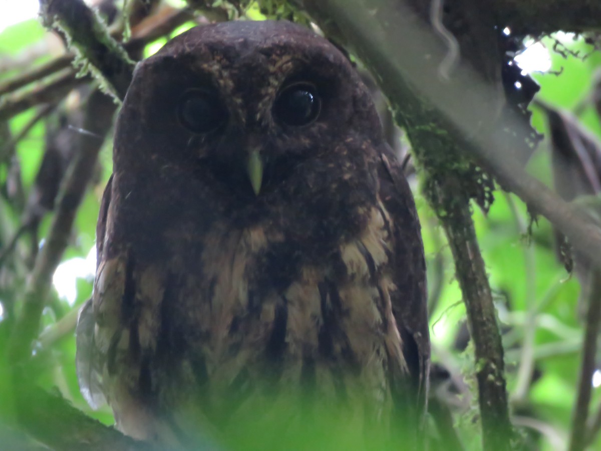 Mottled Owl - ML593494191