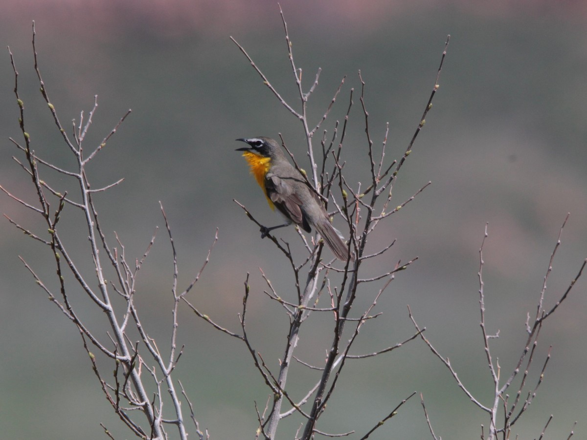 Yellow-breasted Chat - ML593494231