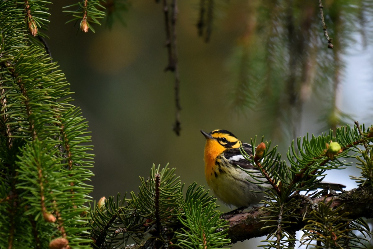 Blackburnian Warbler - Zoe Finney