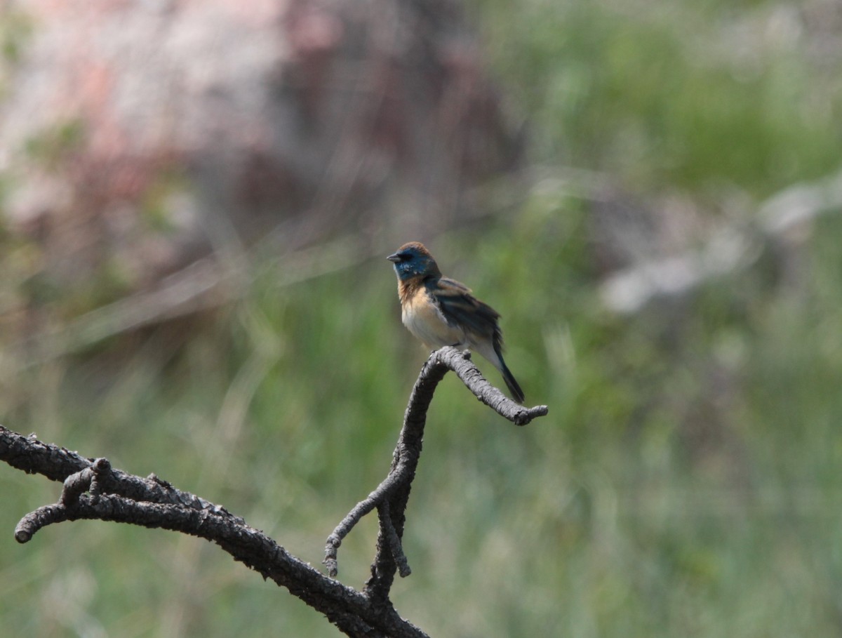 Lazuli Bunting - ML593494791