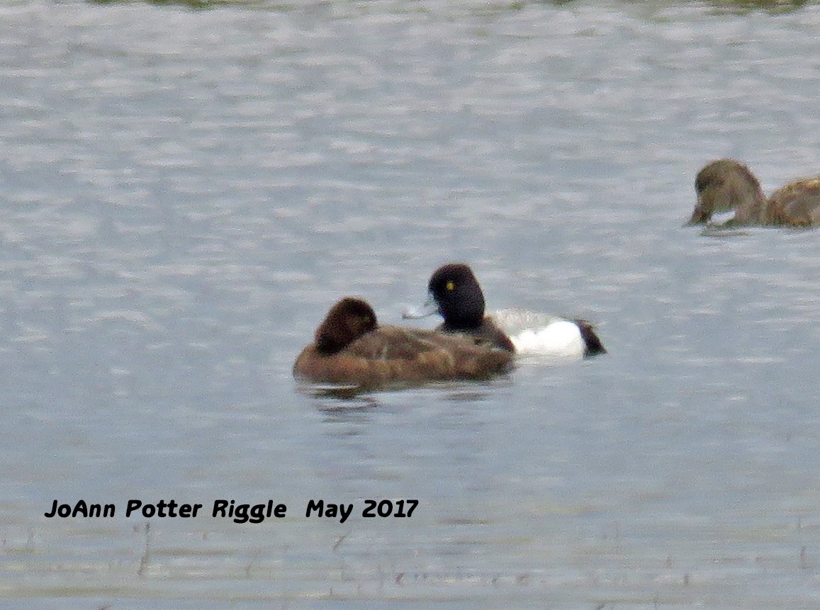 Lesser Scaup - ML59349491