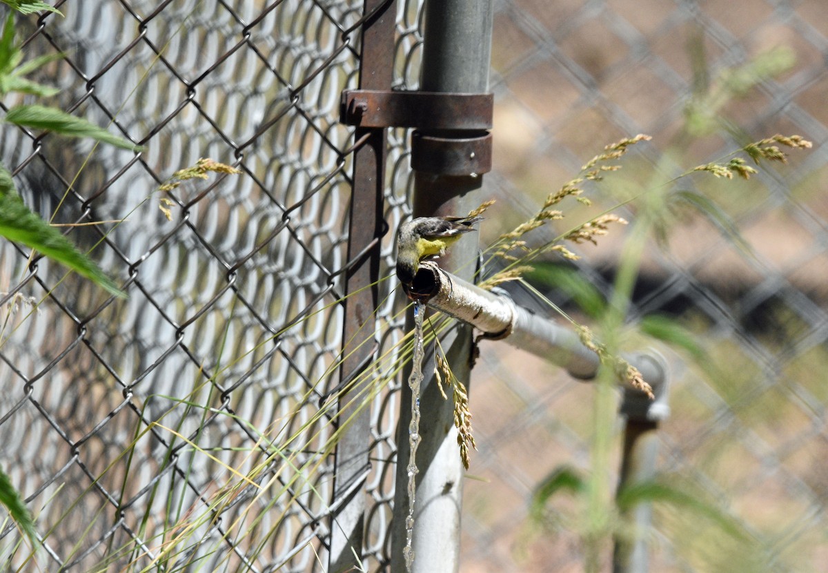 Lesser Goldfinch - ML593494941