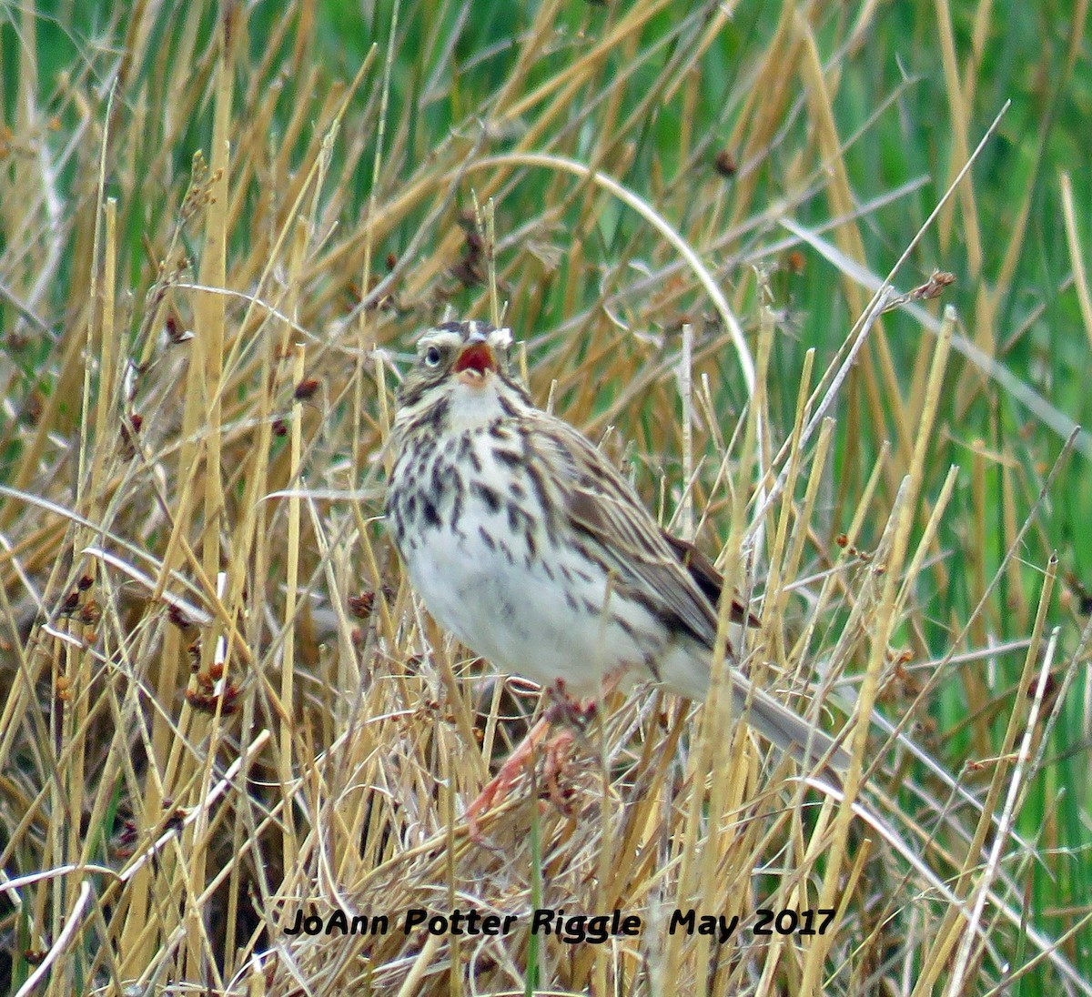 Savannah Sparrow - JoAnn Potter Riggle 🦤