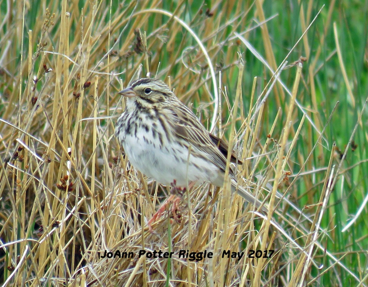 Savannah Sparrow - ML59349551
