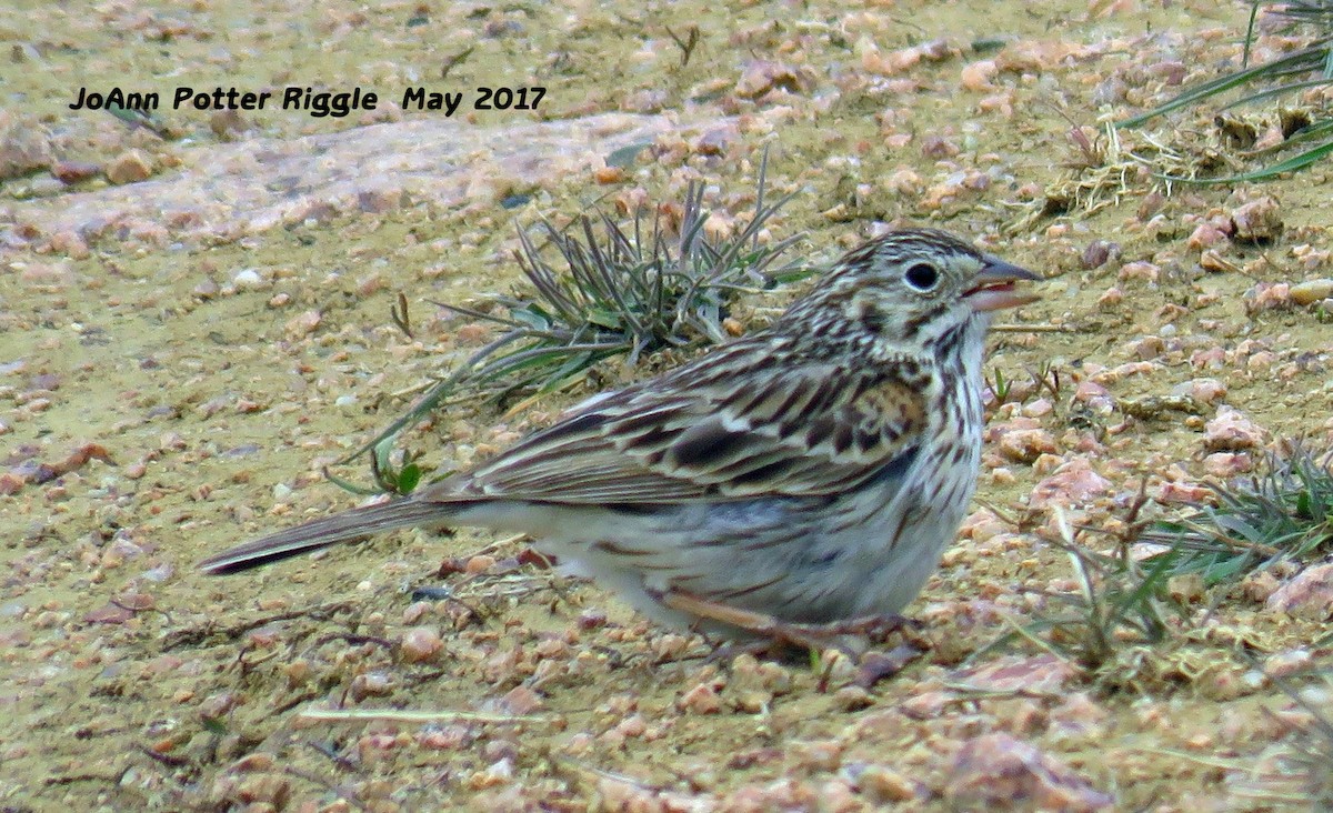 Vesper Sparrow - JoAnn Potter Riggle 🦤