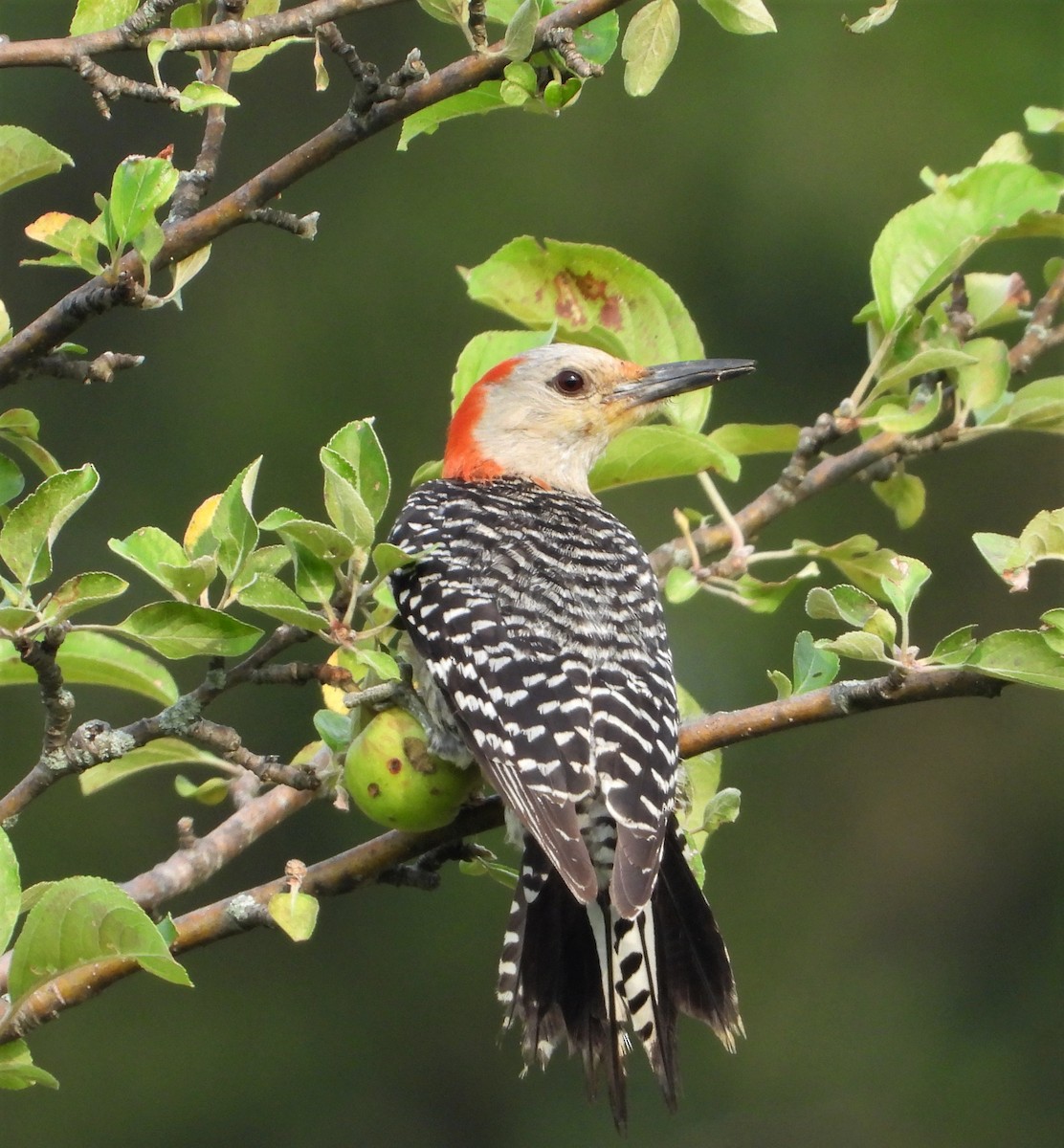 Red-bellied Woodpecker - Richard Chirichiello