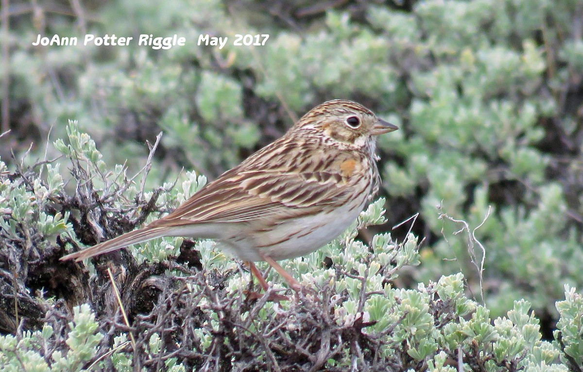 Vesper Sparrow - ML59349591