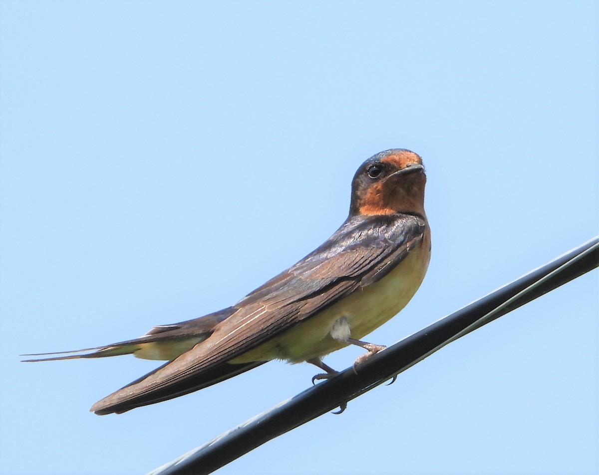 Barn Swallow - ML593496211