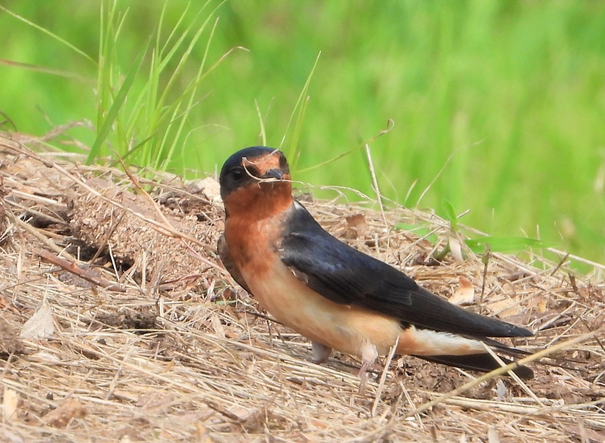 Golondrina Común - ML593496221