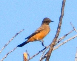 Say's Phoebe - Jim Wilson