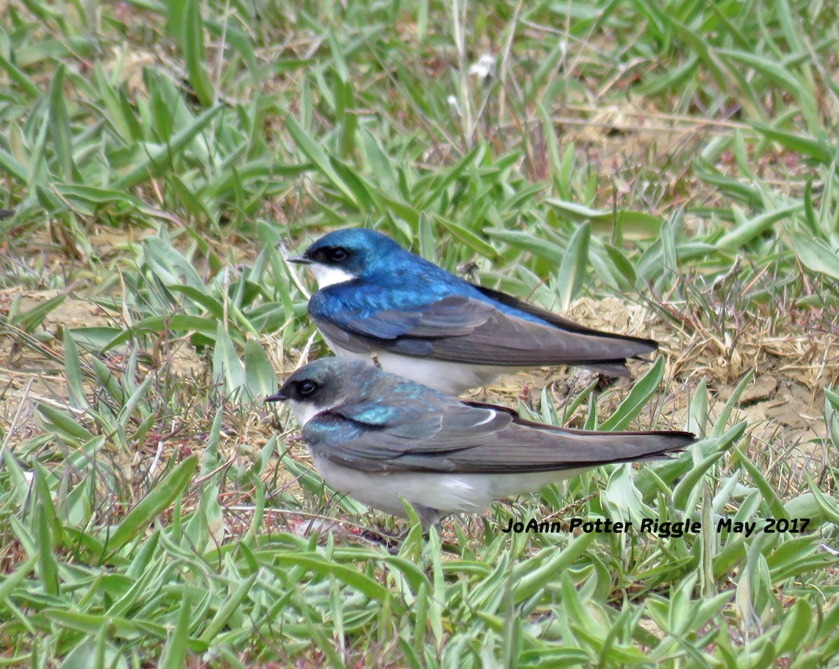 Golondrina Bicolor - ML59349741