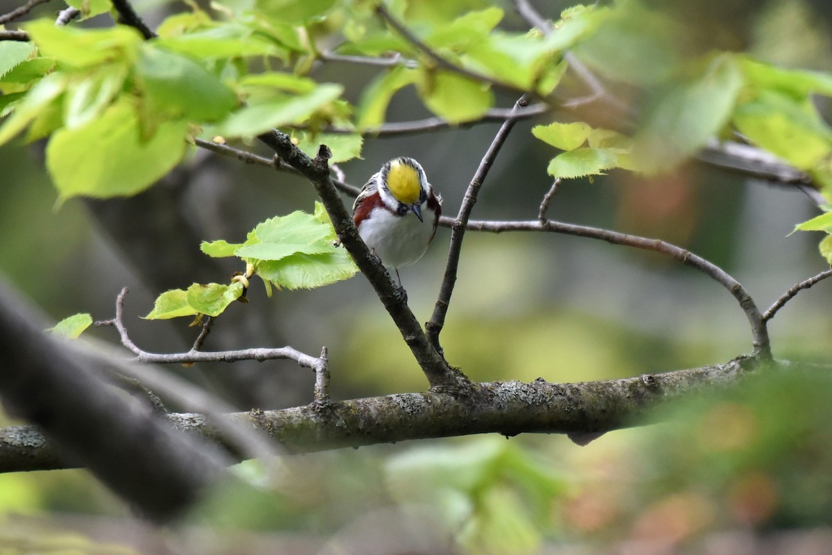 Chestnut-sided Warbler - ML59349751