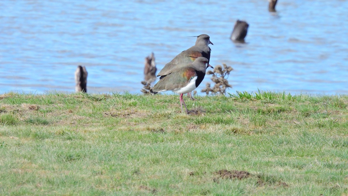 Southern Lapwing - ML593498001