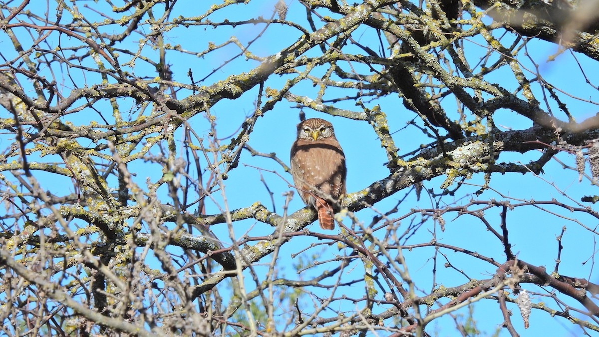 Ferruginous Pygmy-Owl - Hugo Valderrey