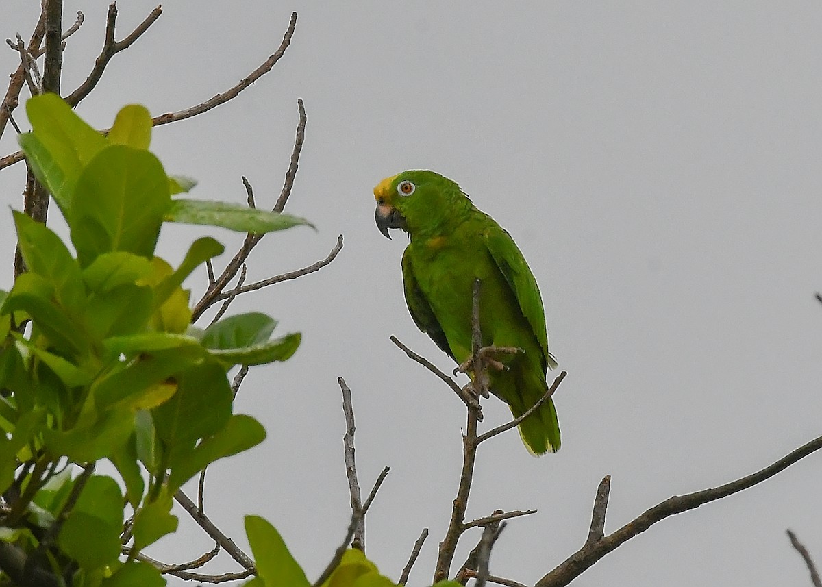 Yellow-crowned Parrot - ML593498591