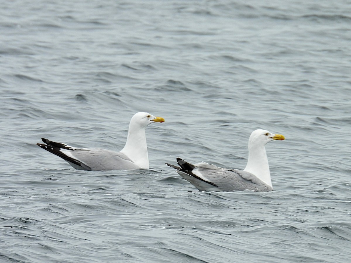 Herring Gull - ML593498821