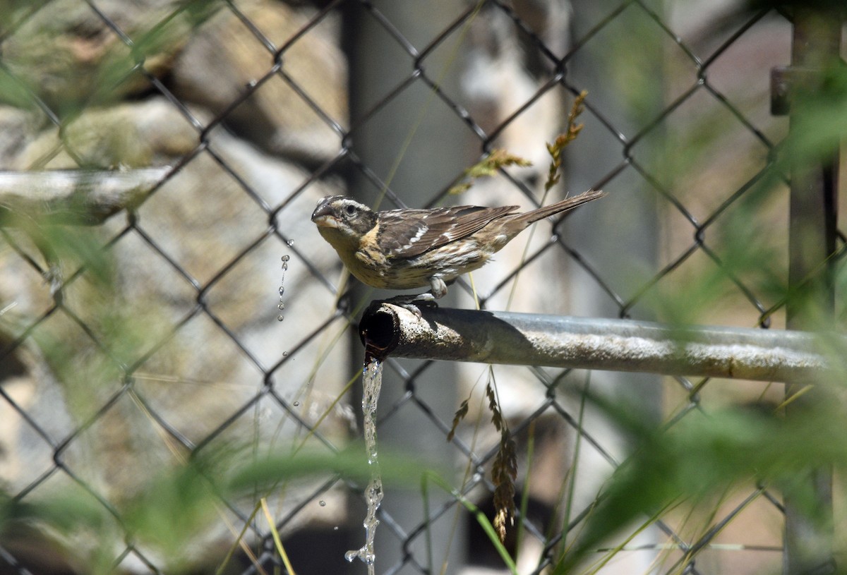 Black-headed Grosbeak - Sona Conlin