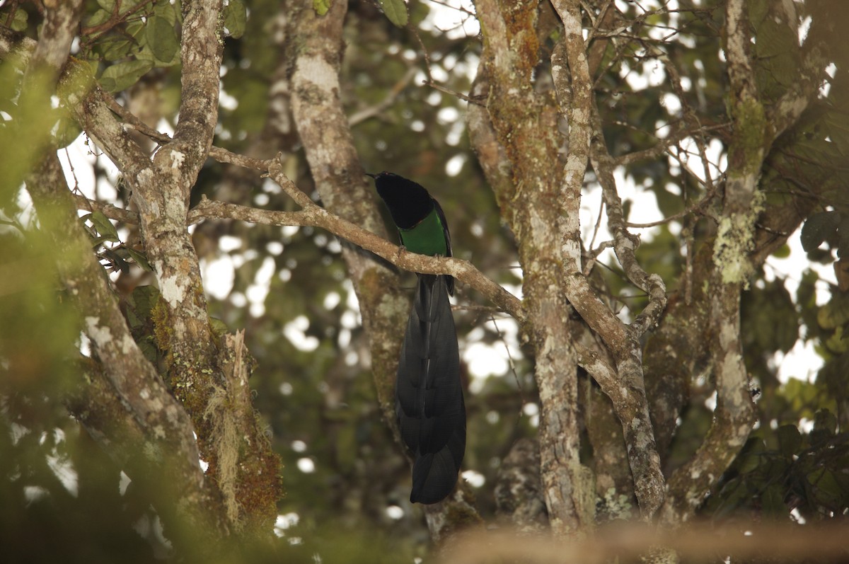 Huon Astrapia - Tim Laman