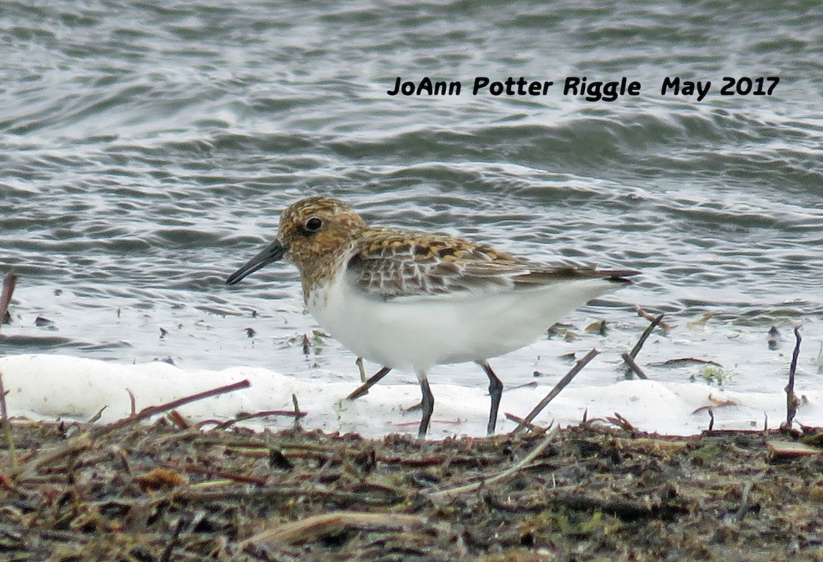 Sanderling - JoAnn Potter Riggle 🦤