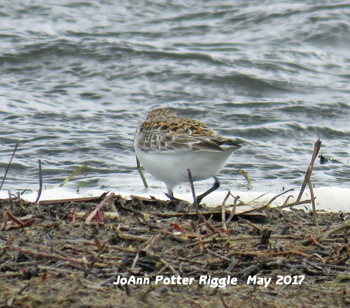 Bécasseau sanderling - ML59349971