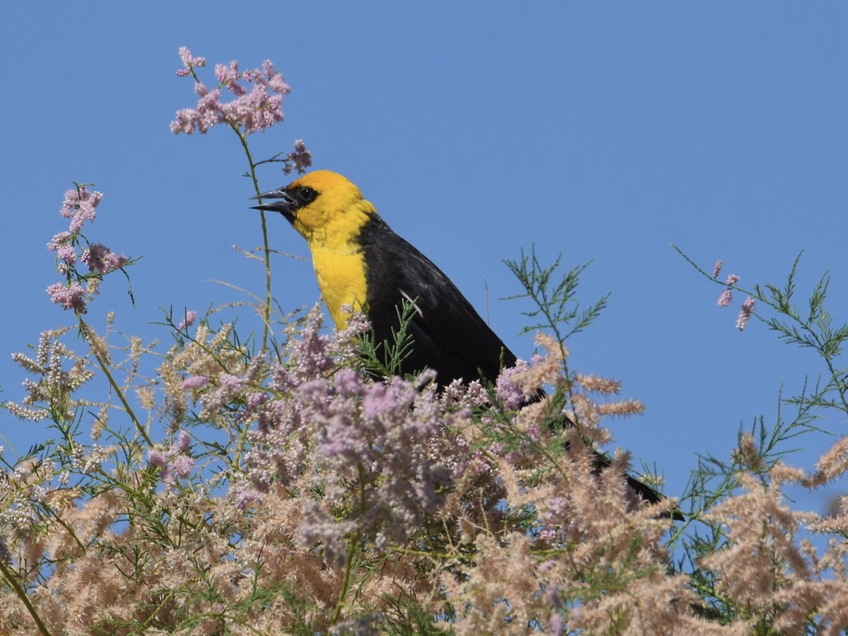 Yellow-headed Blackbird - ML593499731